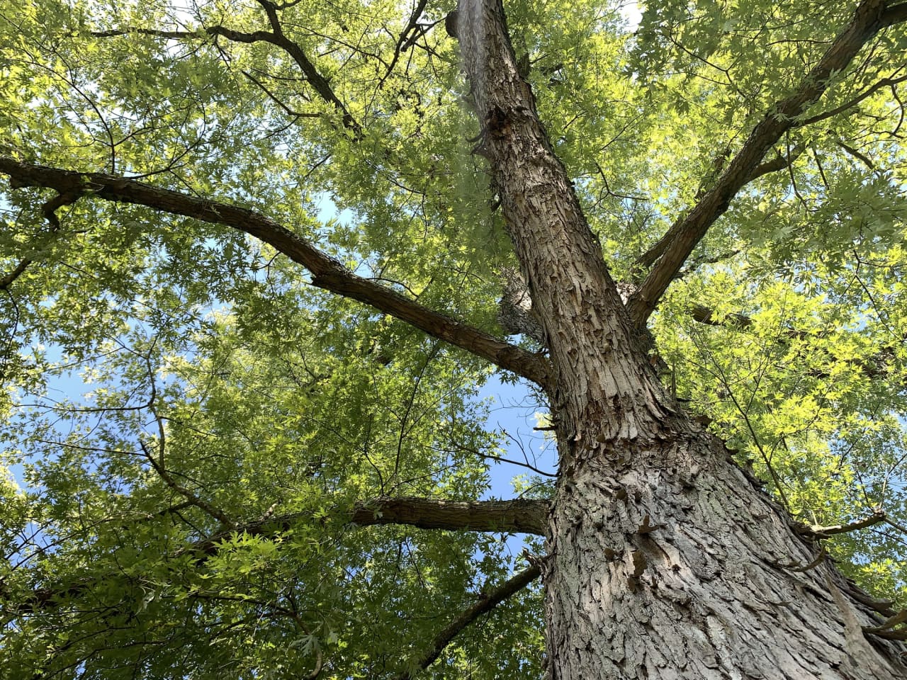 The stock market is a hollow tree that could be about to snap, warns bond king Gundlach