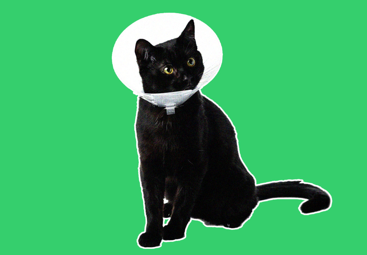 Pet insurance or savings account: What’s the best way to plan for a big vet bill?